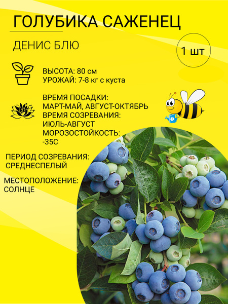 Голубика денис блю описание сорта фото отзывы