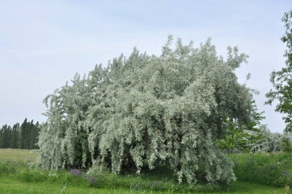 Ива серебристая в ландшафтном дизайне