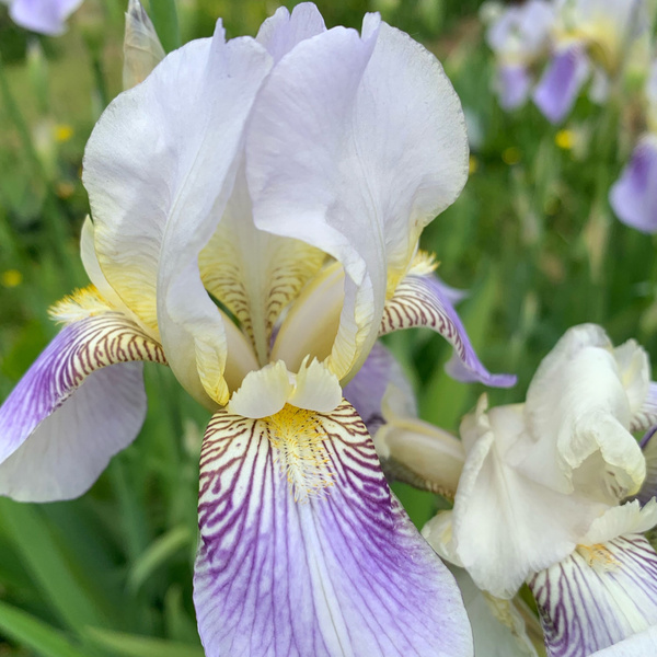 Луковицы Ирисы купить по выгодной цене в интернет-магазине OZON ...