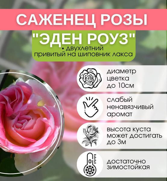 Роза плетистая Эден Роуз - купить с доставкой по выгодным ценам в ...