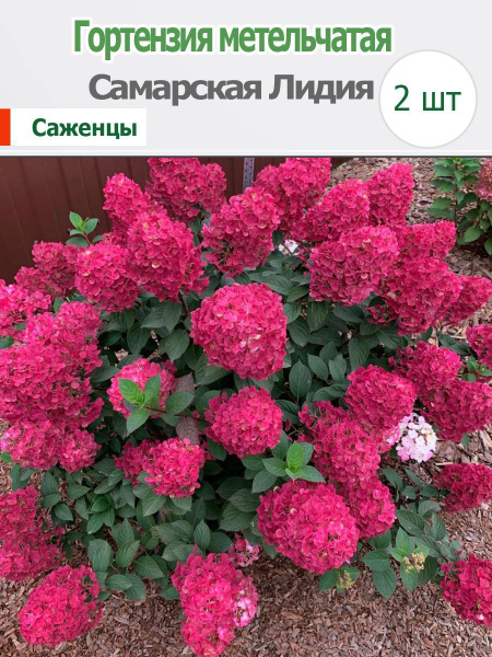 Гортензия Самарская Лидия - купить с доставкой по выгодным ценам в ...