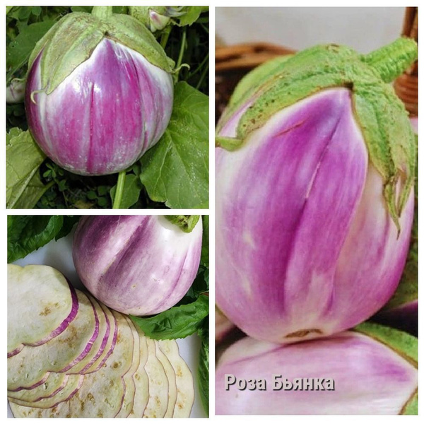 Баклажаны Баклажан_бежевый_Роза Бьянка (Rosa Bianca) - купить по ...