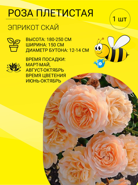 Саженцы Розы плетистой / многолетние цветы для вашего сада - купить с ...