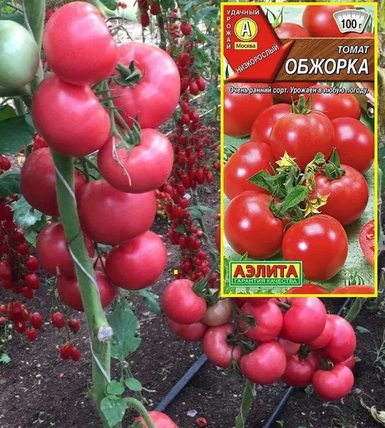 Томаты Агрофирма Аэлита т7 - купить по выгодным ценам в интернет ...