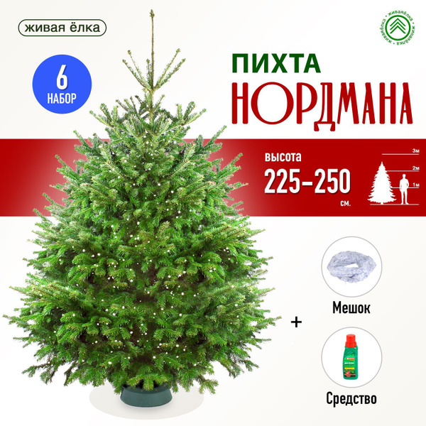 ЖиваяЁлка.рф Елка живая, 225-250 см купить на OZON по низкой цене ...