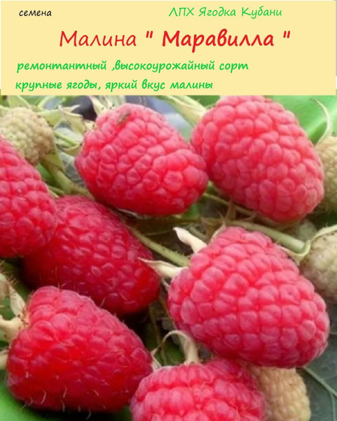 Малина ЛПХ Ягодка Кубани Малина " Маравилла " 20 шт. - купить по ...