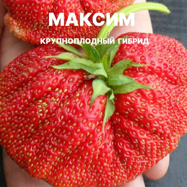 Земляника садовая Максим (Гигантелла Максим) - Саженец/ОКС (корень) 3шт. - купит