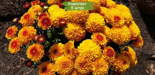 Комплект 5шт / Хризантема Эрис (Мультифлора/Желтая) - купить с ...