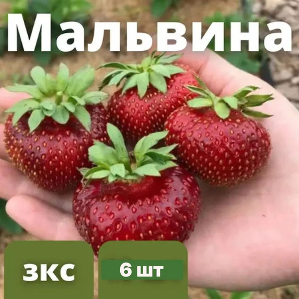 Клубника сорт Мальвина Крупноплодный гибрид 6 штук саженцев - купить с ...