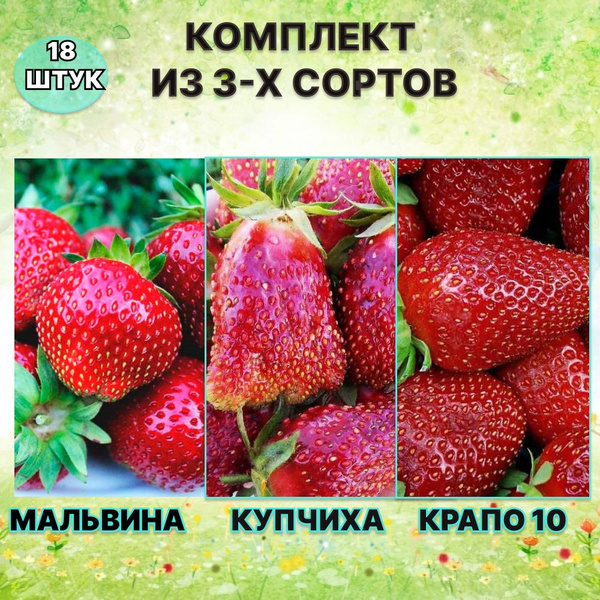 Клубника Крапо 10 Фото