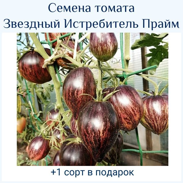 Томаты томата Звездный истребитель прайм - купить по выгодным ценам в ...