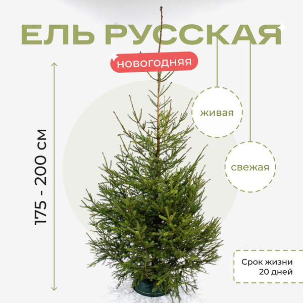 Elki.one Елка живая, 175-200 см - купить с доставкой по выгодным ценам ...