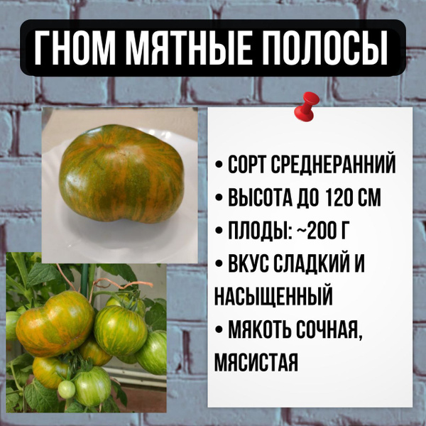 Томаты Livata гном_Мятные полосы - купить по выгодным ценам в интернет ...
