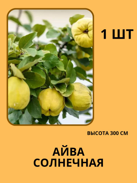 Клубни Айва купить по выгодной цене в интернет-магазине OZON (1400417123)