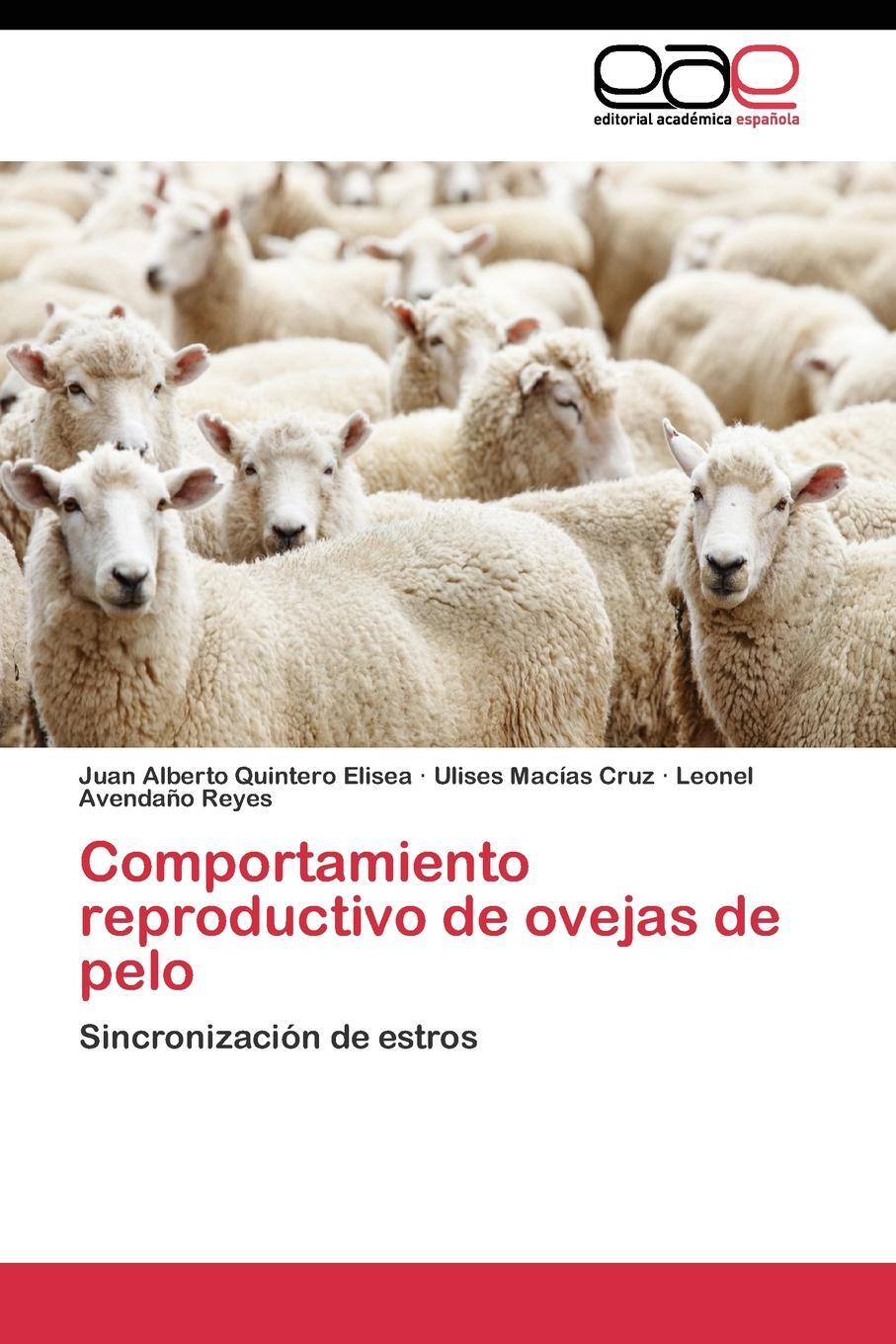 фото Comportamiento reproductivo de ovejas de pelo