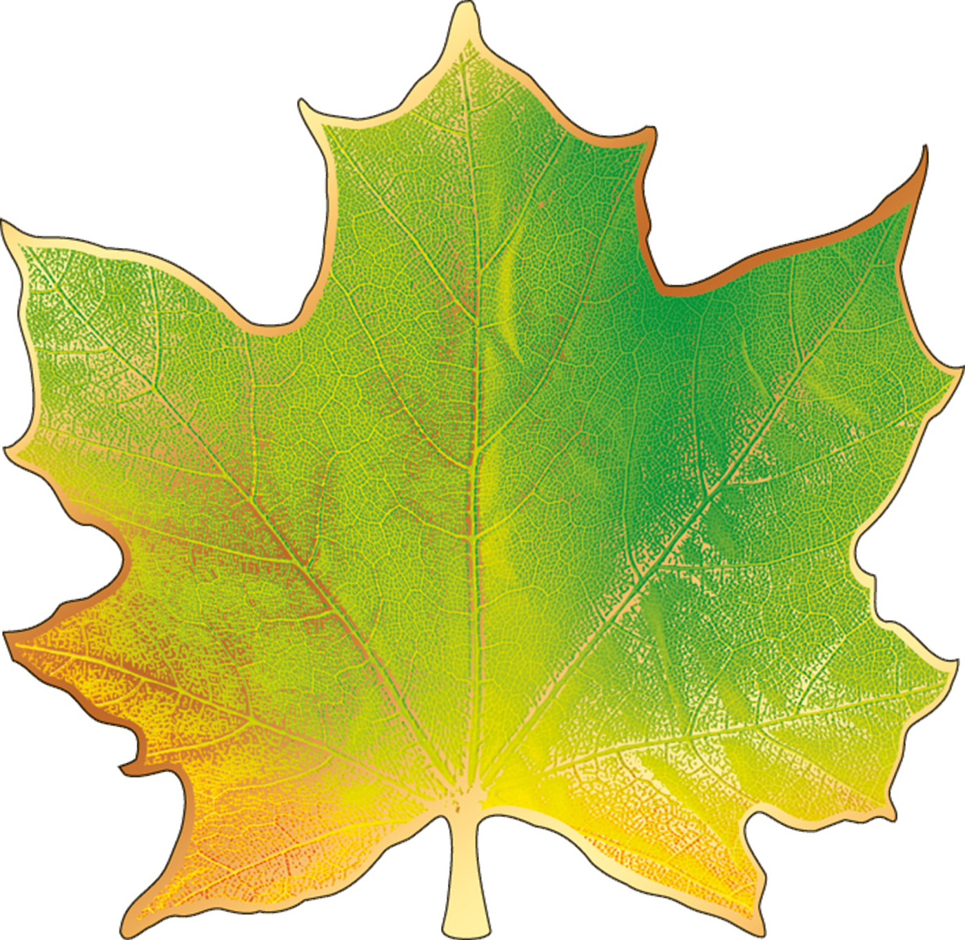 Лист рисунок цветной. Кленовый лист. Осенние листочки. Большой кленовый лист. Большие кленовые листья.