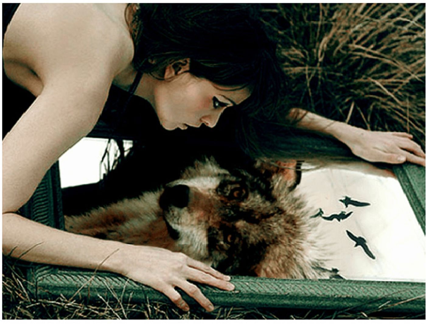 С молодыми животными девушки. Фотосессия с волком. Девушка с волком. Волчица и женщина. Брюнетка с волком.