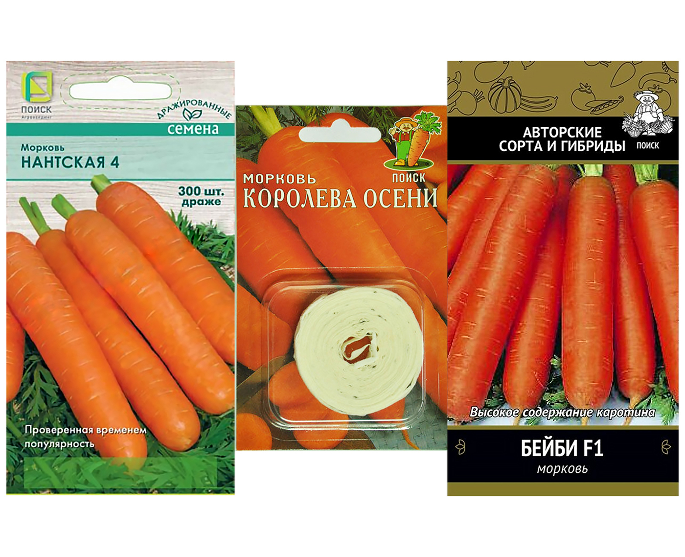 Королева Осени Морковь Фото Отзывы Описание