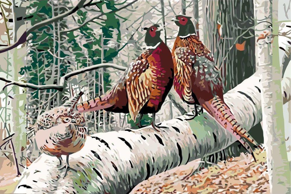 Раскраска фазан