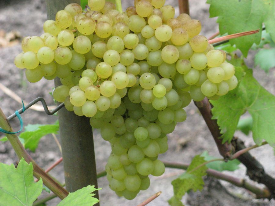 Сорта винограда для саратовской области с фото