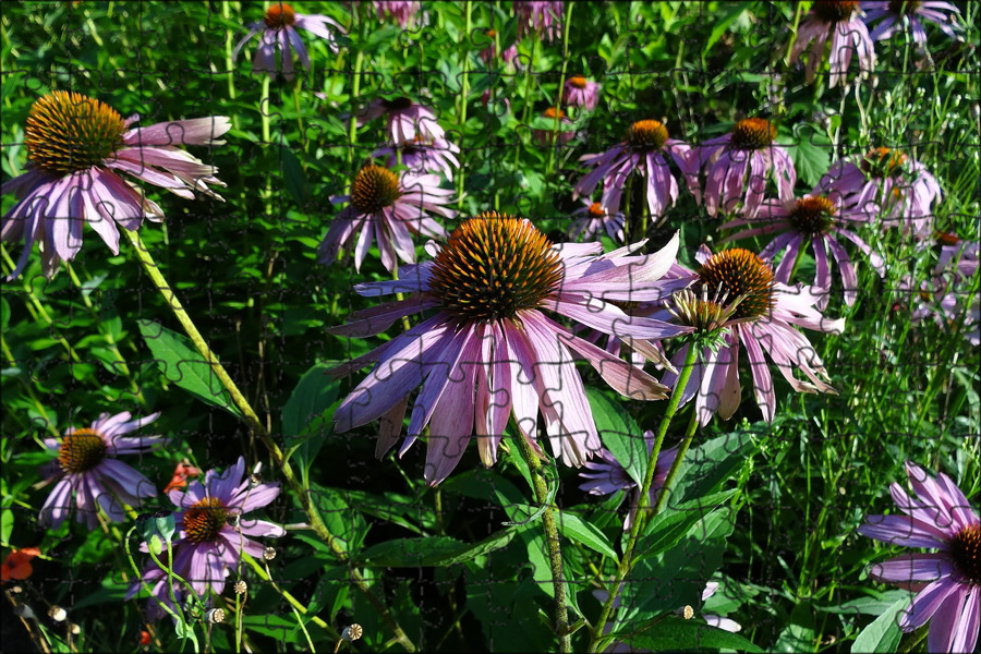 Echinacea purpurea Herb