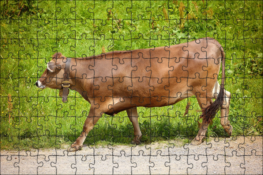 Curious Beautiful Brown Cow between Two Bulls Stock Image - Image of flora, coun