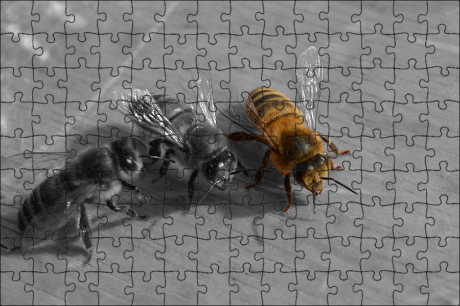 Развивающая игра пчелы. Серый улей. Игры с пчелой на бумаге. Игра пчелы в песке. Пчелы играют в футбол