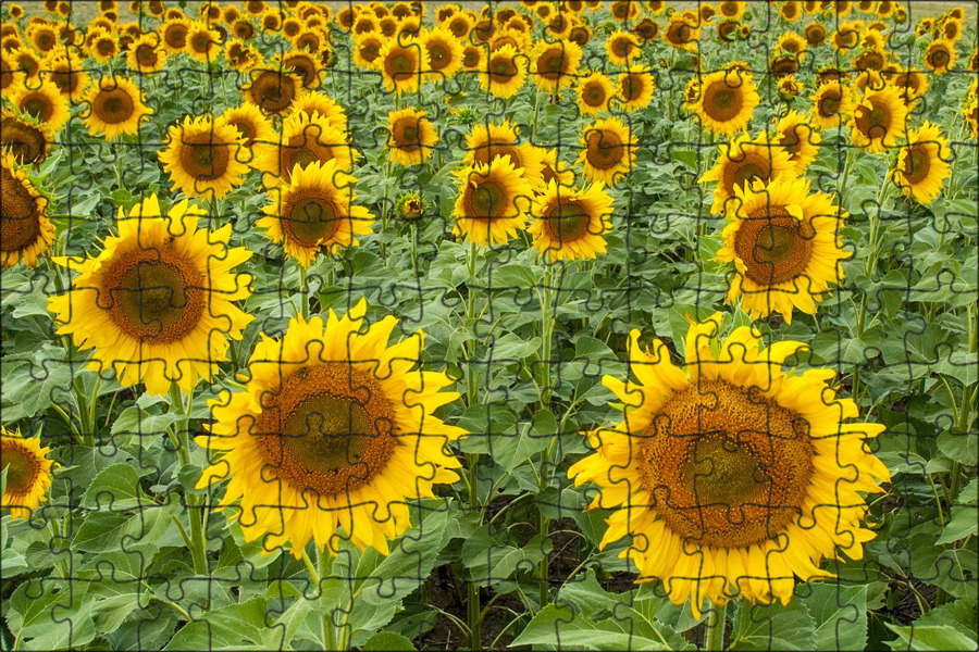 Подсолнухи сейчас. Подсолнечник однолетний высота. Подсолнечник узколистный. Подсолнухи сейчас. Подсолнуховое поле кемерово.