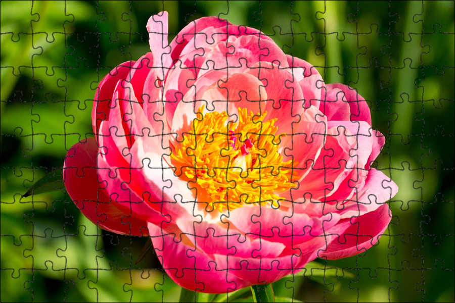 Peonies bloom
