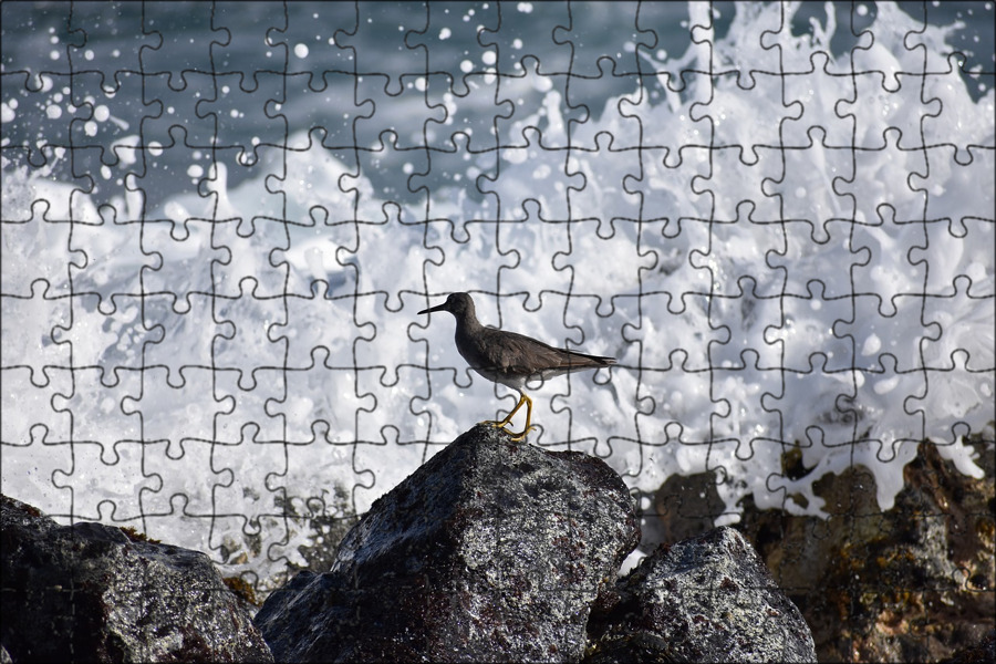 Речные птички береговые в алтайском крае. Кулик на болоте. Кулик болотный. Тропа кулика. Прибрежные птички.