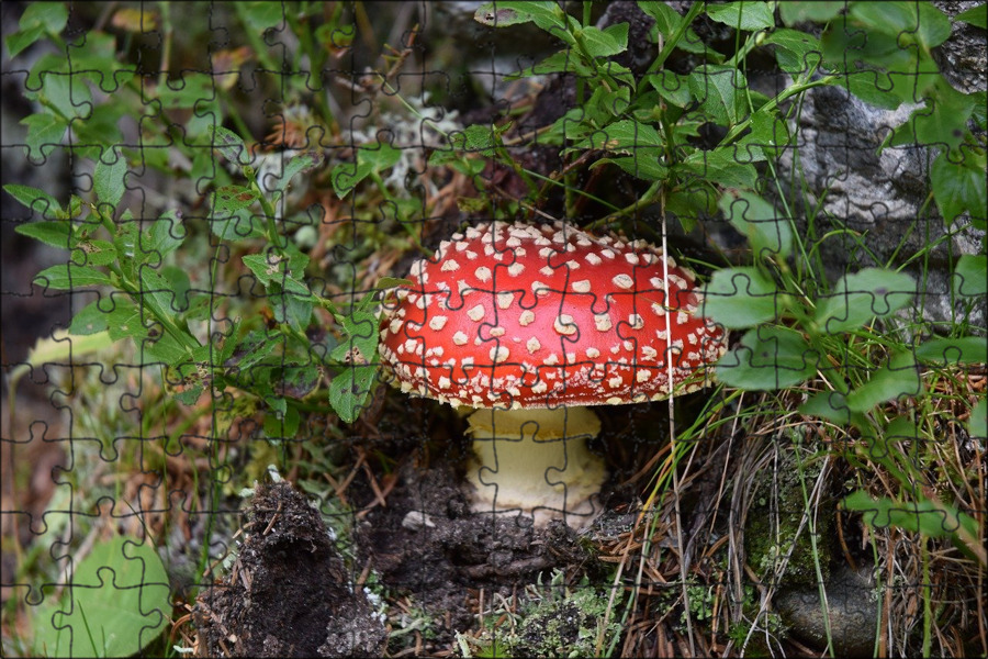 Agaric fly благовония. Fly agaric bss. Red uk mushroom. Fly agaric bss. Fly agaric bss.