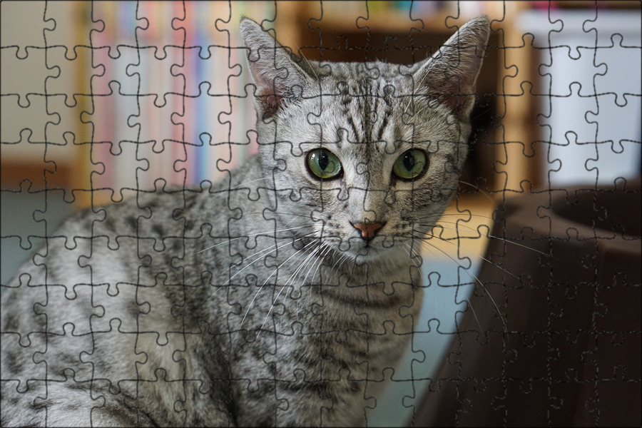 Глухой котенок. Глухой кот. глухие коты порода. глухая кошка. белый кот глухой порода.