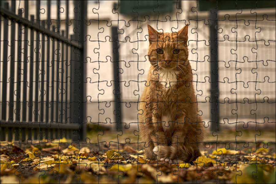 Сидящий кот