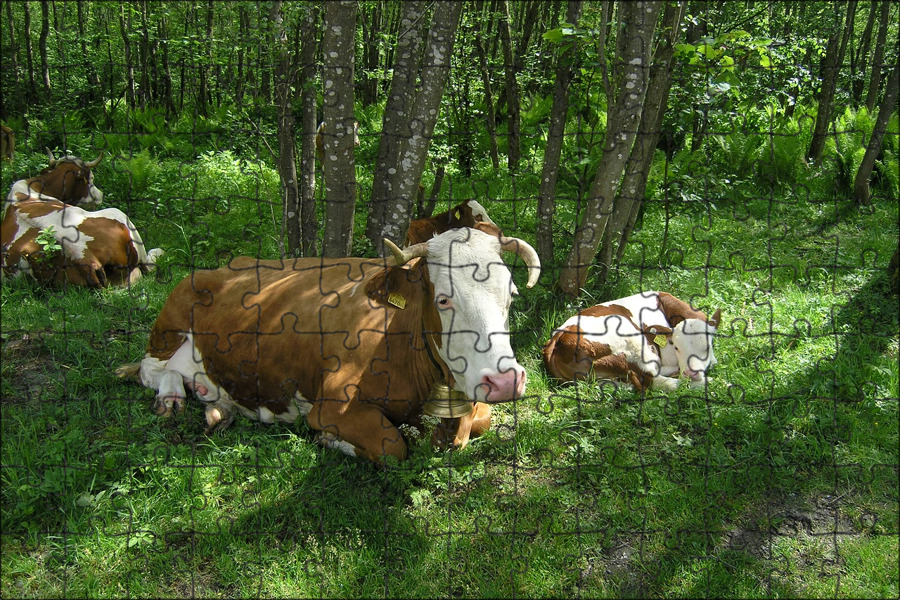 Фото домашнего скота групповое. Домашние коровы и уличные коровы.