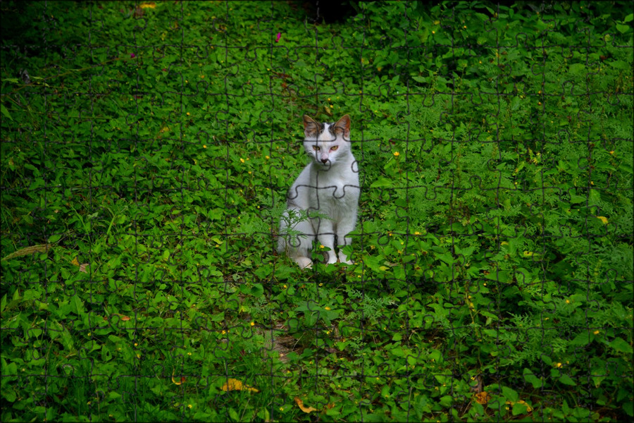 Зеленый кот.