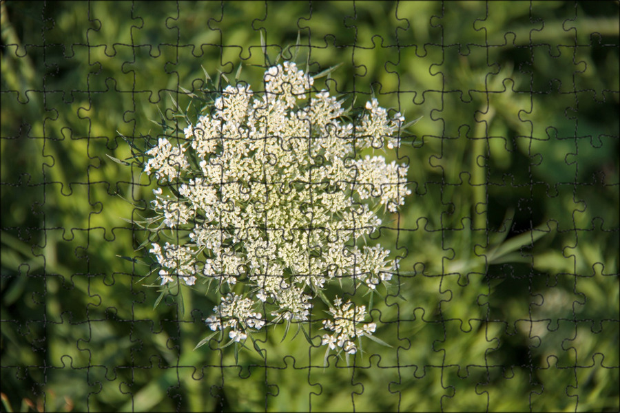 Daucus carota С†РІРµС‚РѕРє