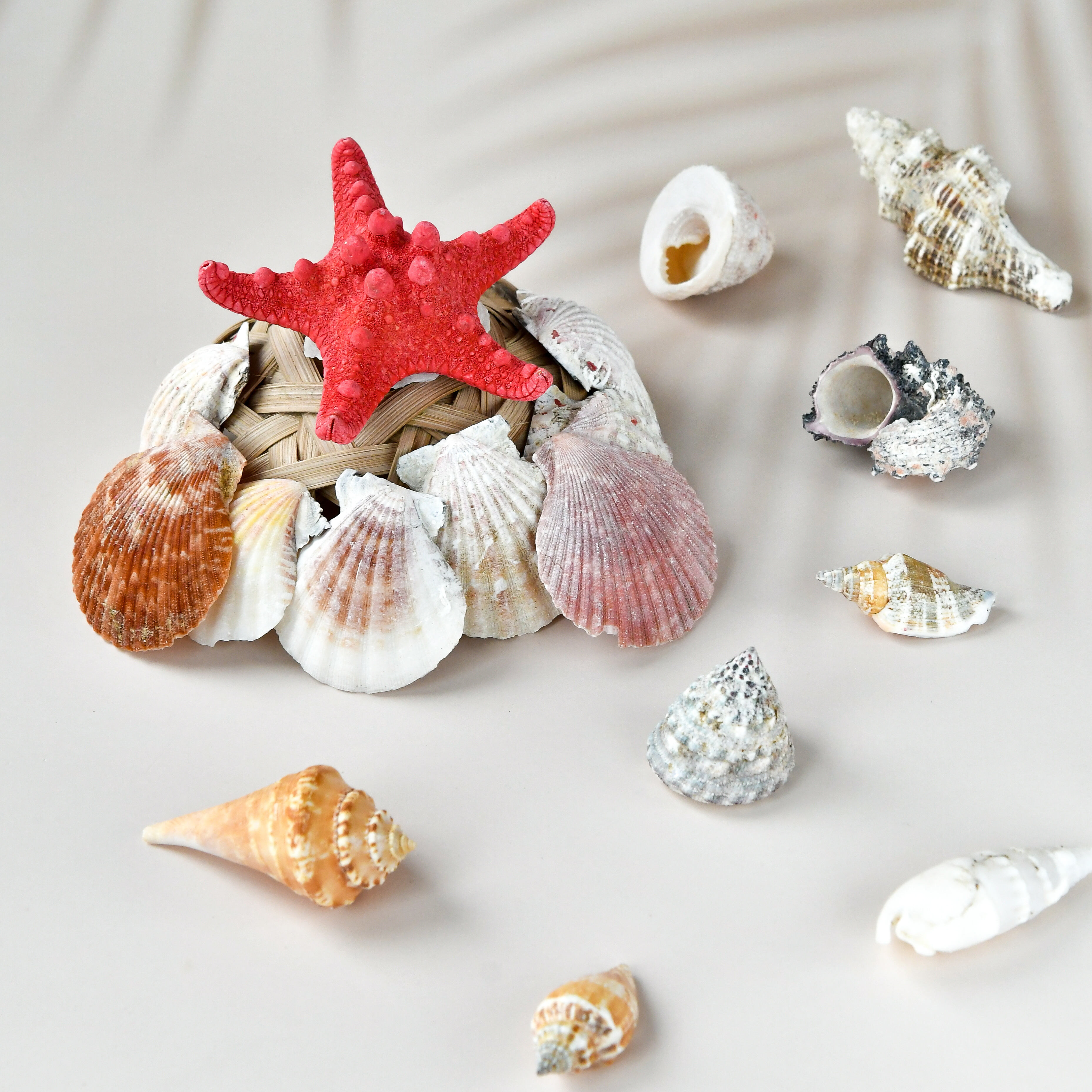 ракушки в интерьере. корзинка ракушка. детский набор из тыкушек. комплект ракушка. набор ракушек.