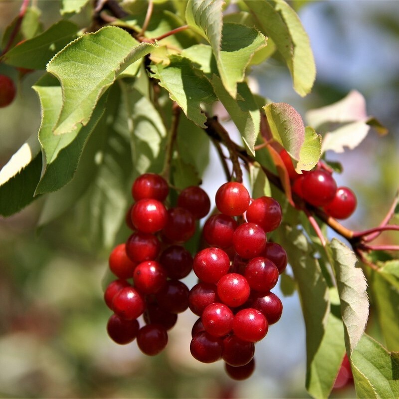 Черемуха вкусная. Черемуха виргинская (Padus virginiana). Черемуха виргинская Prunus virginiana. Черемуха с красными ягодами. Черемуха виргинская Шуберт.