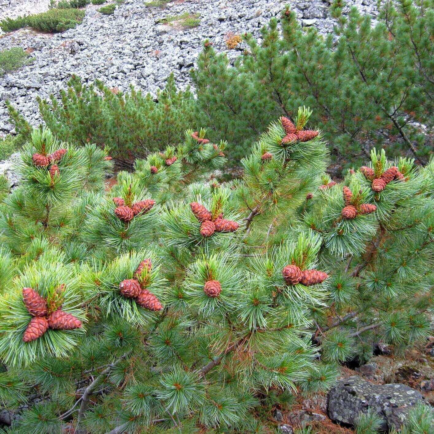 Кедровый сланник. Сосна Кедровый стланик. Кедровый стланик (Pinus pumila). Сибирский стланик Кедровый. Кедровый стланик Камчатка.