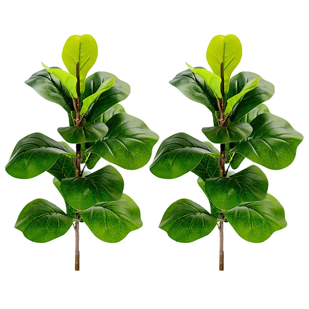 Fiddle Leaf Fig растение