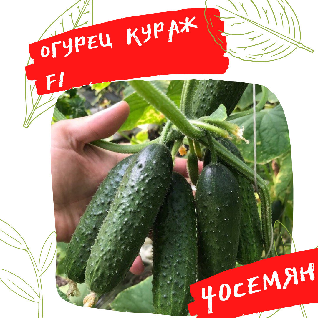 Кураж Огурцы Купить Семена