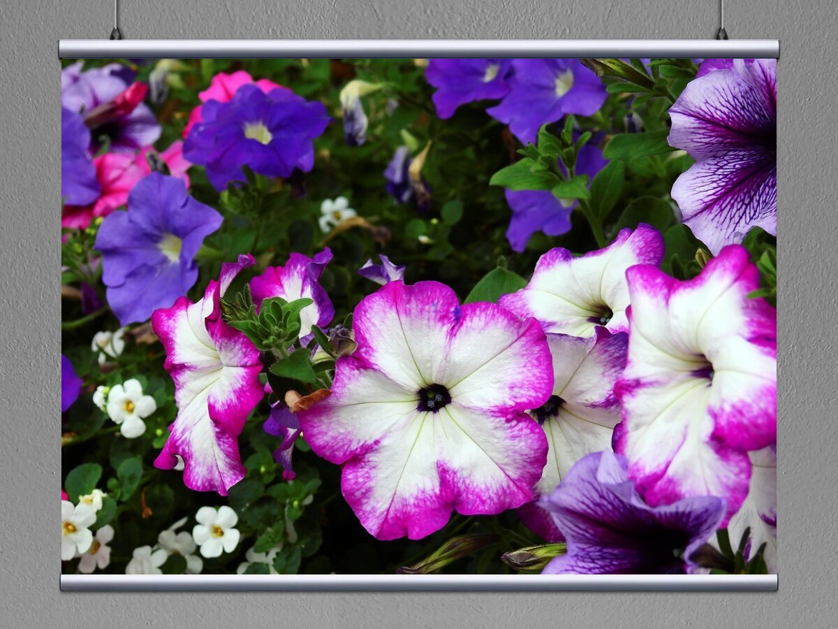 Петуния Petunia Galaxy Lilac 128