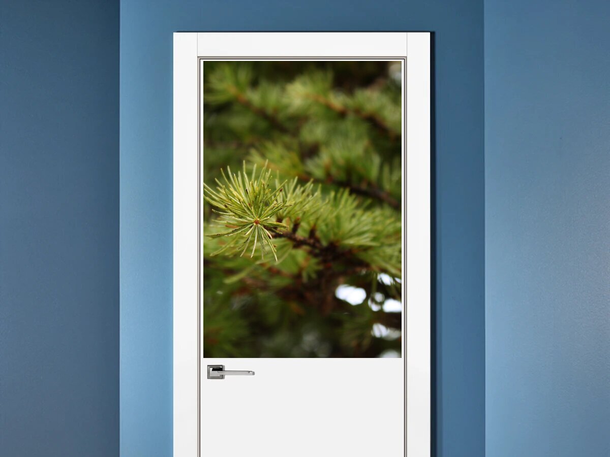 постер сосна. постер сосна. ботанический постер сосна. шишки рисунок. постер сосны купить.