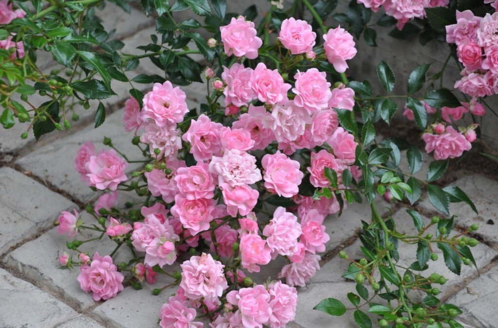 Роза почвопокровная Фэйри - купить с доставкой по выгодным ценам в интернет-магазине OZON (1117630627)