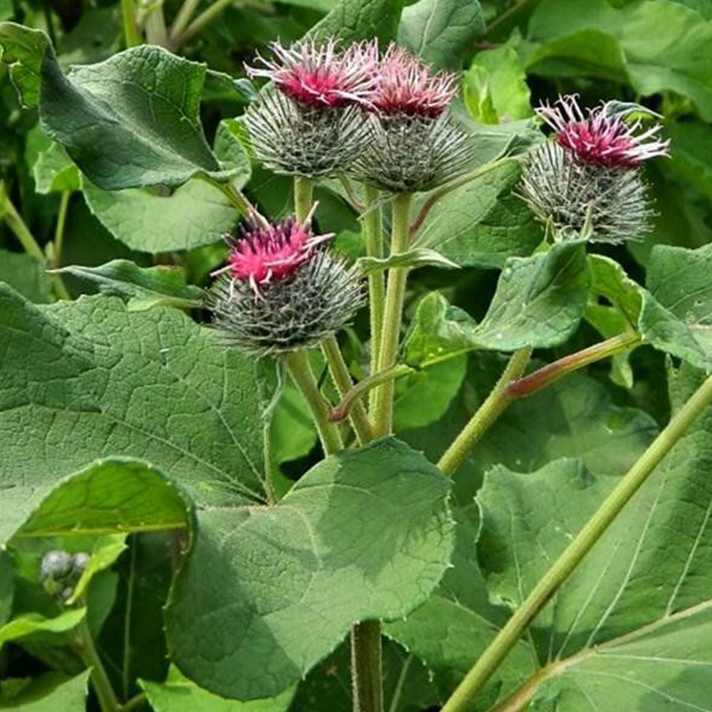 Растение лопух как выглядит фото и описание. Лопух Arctium Lappa. Репейник обыкновенный. Репейник болотный. Семена репейника и лопуха.