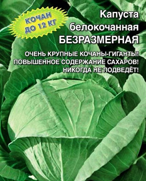 Капуста чудо ультрараннее отзывы. Уральский Дачник капуста белокочанная безразмерная. Капуста безразмерная Уральский Дачник. Капуста белокочанная Коля f1. Уральский Дачник. Капуста Уральская.