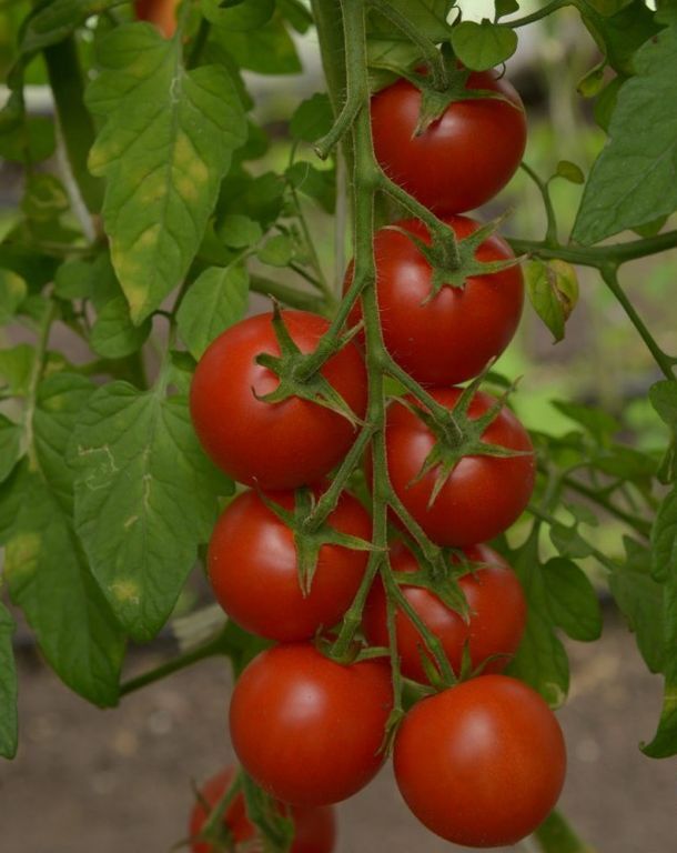 томат черри бычий глаз. томат бычий глаз. томат сладкий поцелуй (черри)20шт (сиб сад). семена томатов бычий глаз. сладкий миллион томат фото.