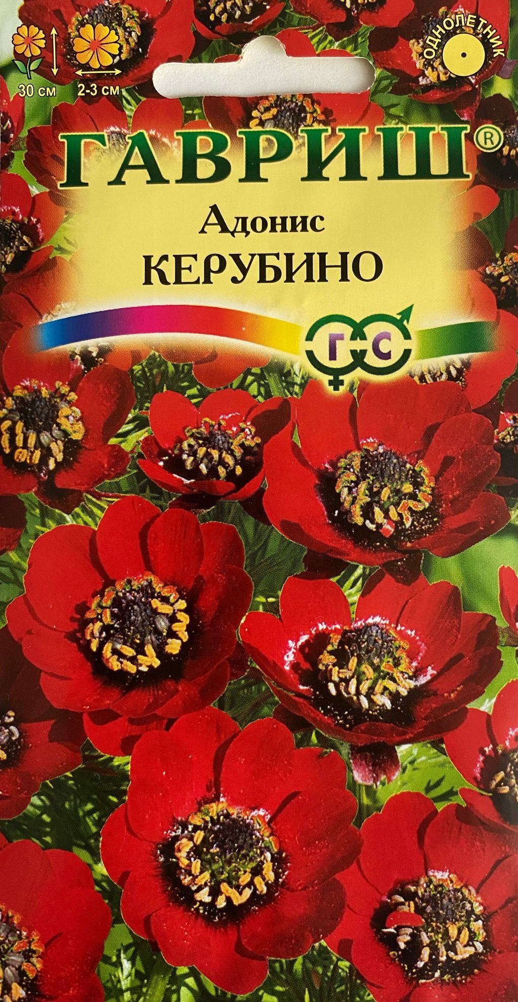 Адонис летний Керубино