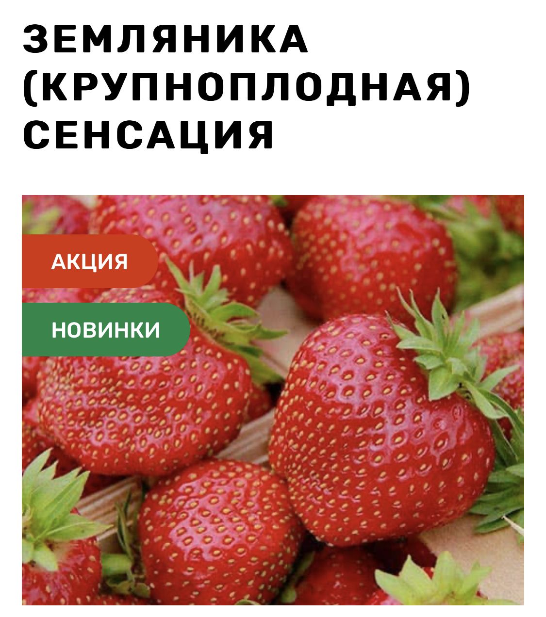 Клубника сенсация