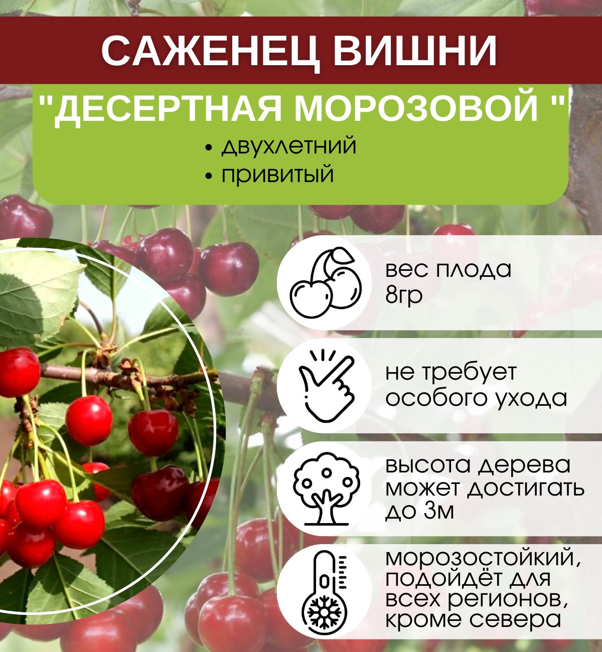 вишня сорт десертная морозовка. вишня обыкновенная морозовка. вишня сорт десертная морозовка. вишня морозовой описание сорта отзывы. вишня морозовка и десертная морозовой.